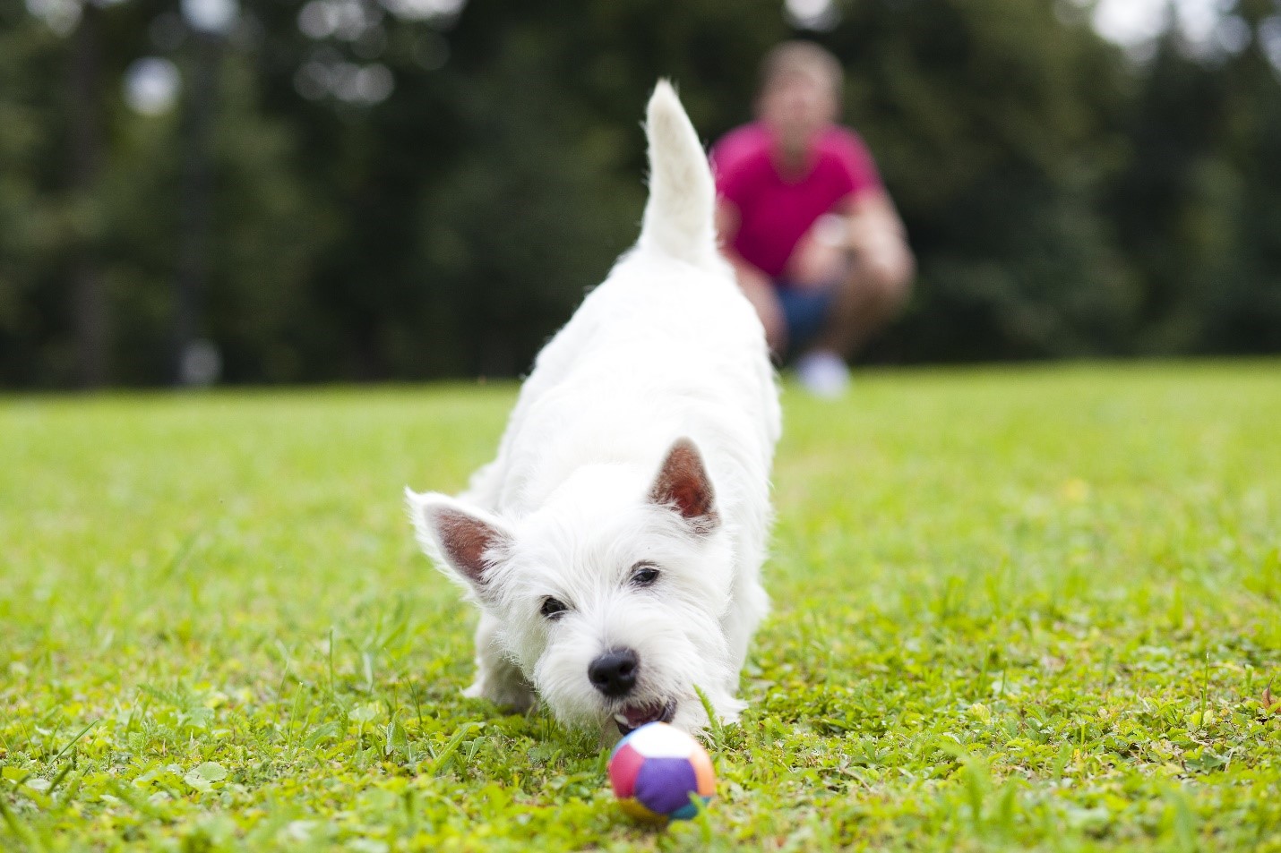 Chien jouant avec une balle