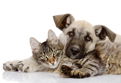 Un chat et un chien en santé