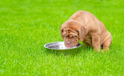 Un chien et sa mangeoire