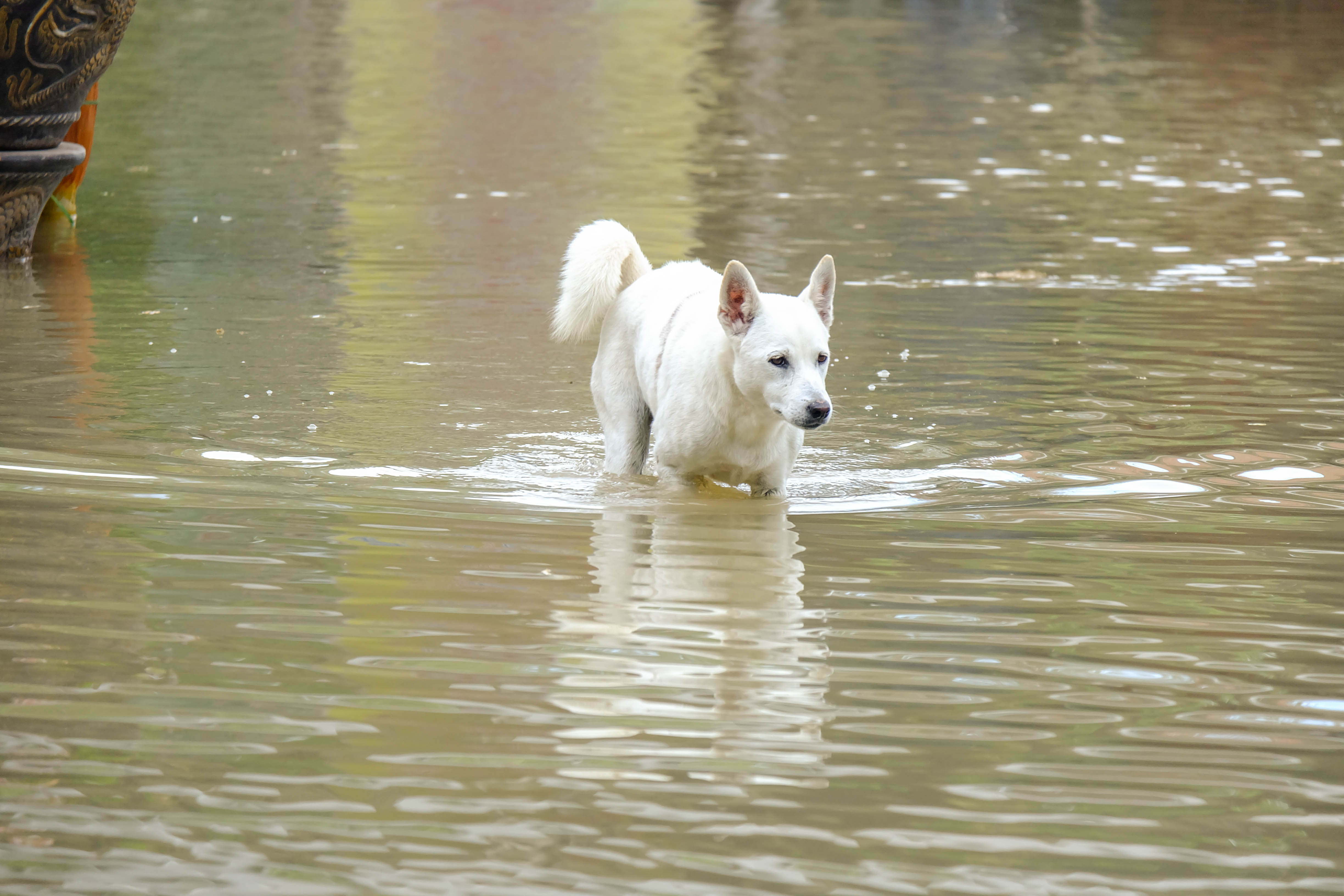 Chien marchant sur un terrain inondé