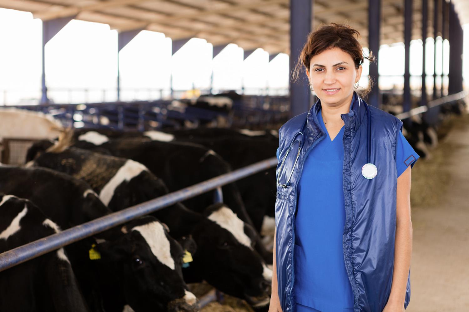 Veterinarian in a barn