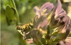 bees in a flower