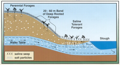 Image - Forage Placement for Reducing Saline Problems