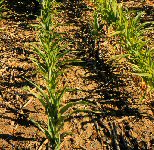 drought on small corn