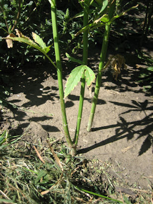 Hemp plant branching out after growing point dies