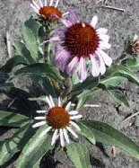 Echinacea 