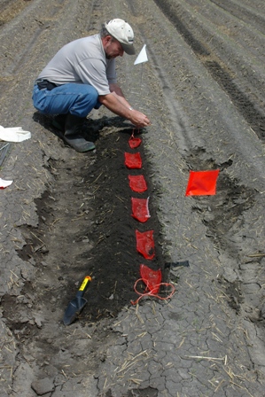 mesh bags containing 50 sclerotia each buried in carrot beds