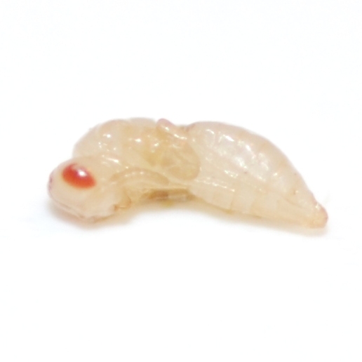 parasite pupa