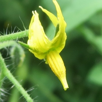 Tomato flower with yellow stamen