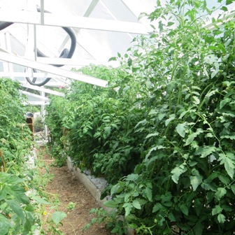 tomato plants in greenhouse