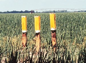 Yellow sticky traps