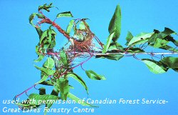 Cherry Shoot Borer Webbed leaves