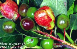 Chokecherry gall midge infected fruit