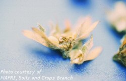 Clipper weevil larva in strawberry flower