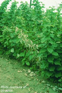 Raspberry crown borer damage