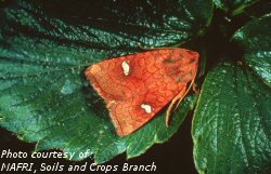 Adult strawberry cutworm