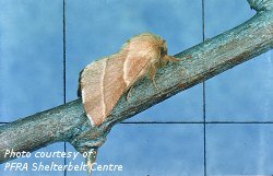 Prairie tent caterpillar adult