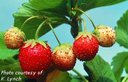 Fruit with typical bronzing