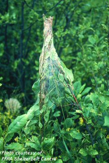 Ugly nest caterpillar damage