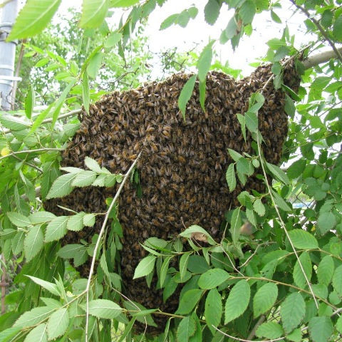 honey bee swarm