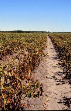 Field infestation of late blight