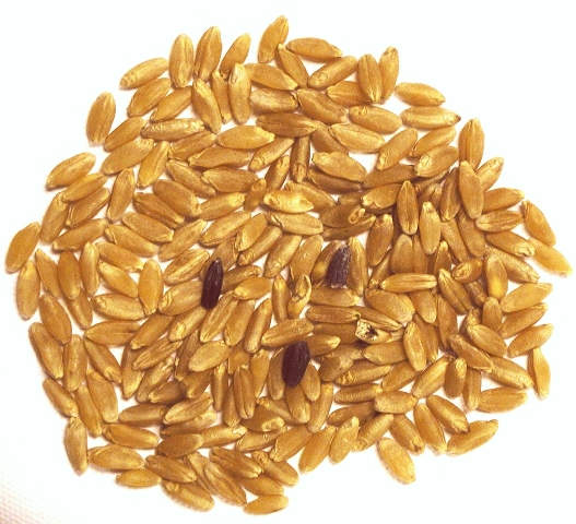 Ergot