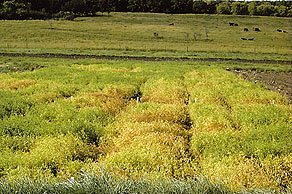 Anthracnose on Lentils