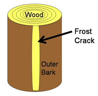 From side view, extended vertical crack on the side of the tree trunk 