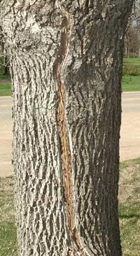 Frost Rib on Green Ash (Fraxinus pennsylvanica)