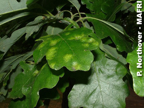 Oak leaf blister symptoms on bur oak.