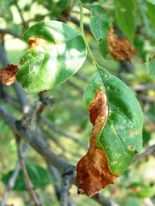 Browning leaves on Ash