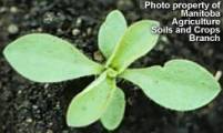 Night-flowering catchfly seedling