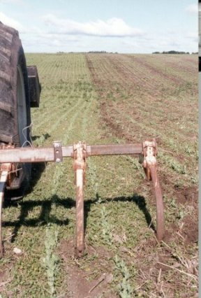 Cultivating field peas