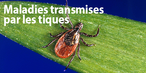 Maladies transmises par les tiques