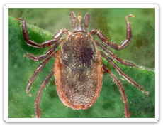 Ixodes scapularis