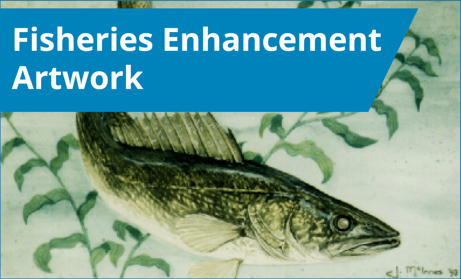 Fisheries Enhancement Artwork