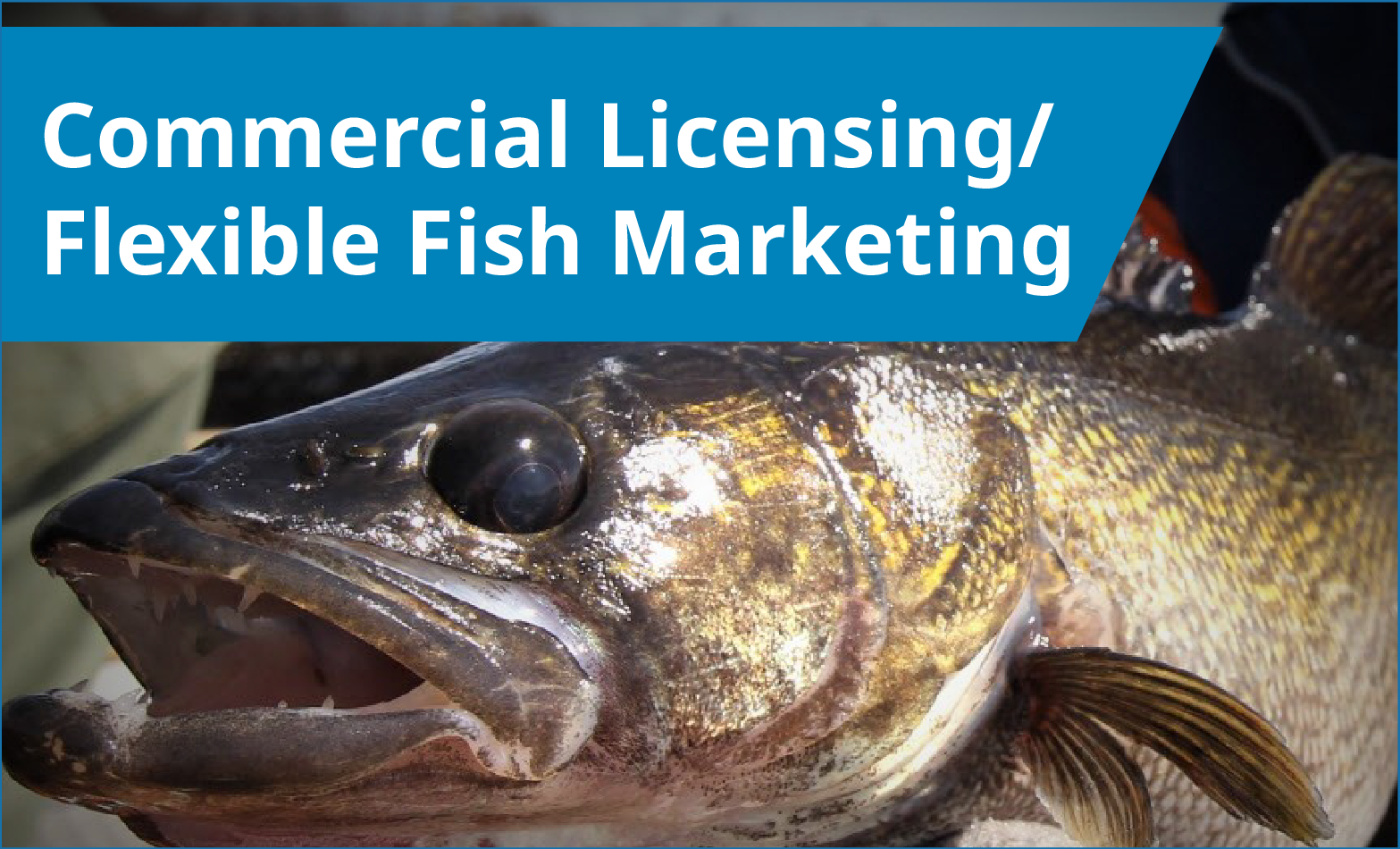 Commercial Licensing/Flexible Fish Marketing