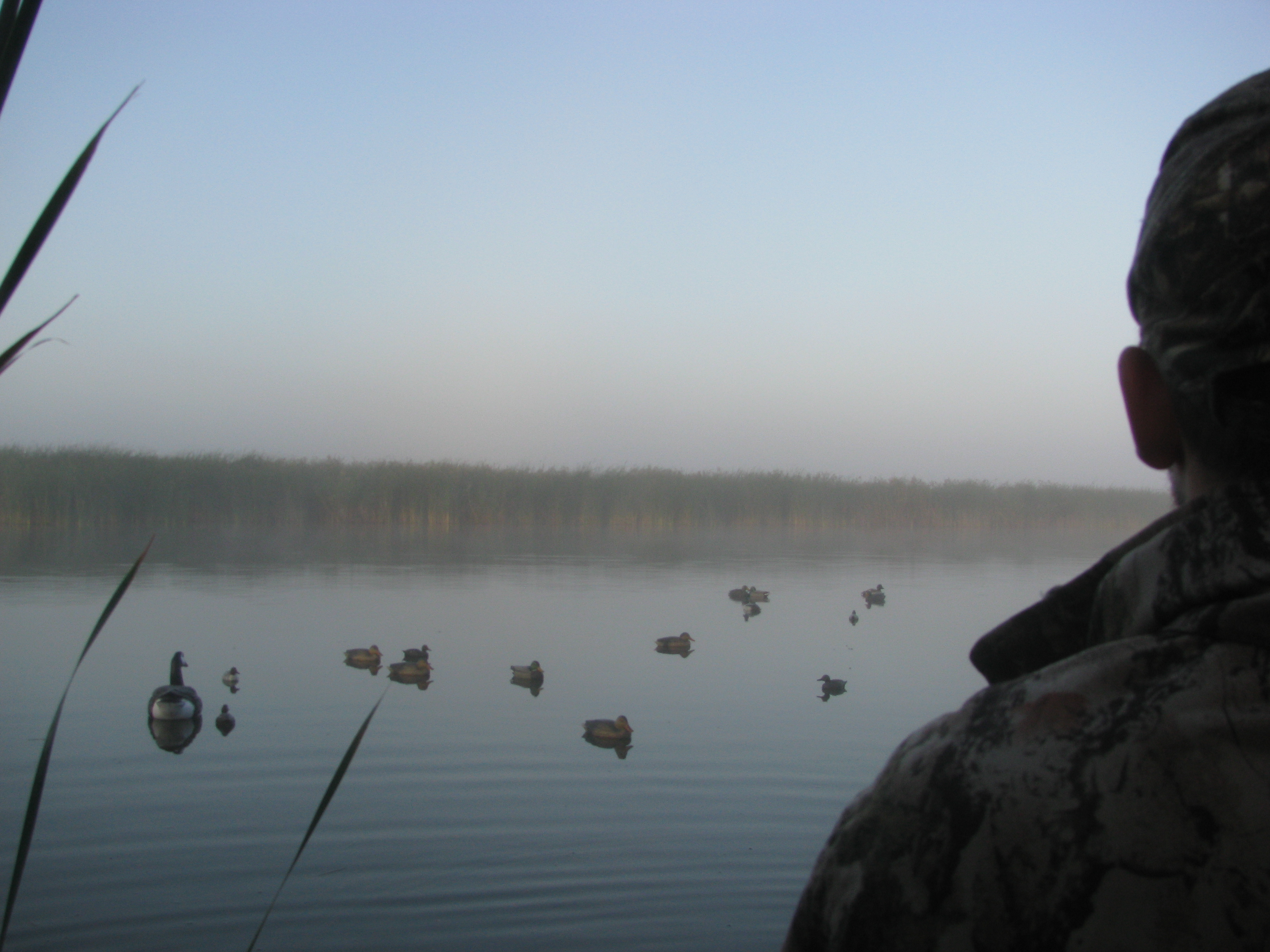 Photo of a person looking out at a lake with ducks on the surface.