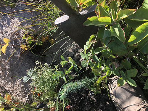 Photo of plants next to a stucco wall