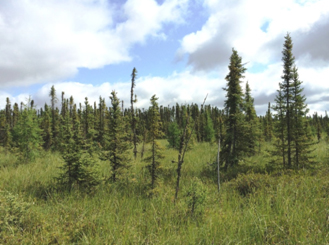 Shubby treed bog