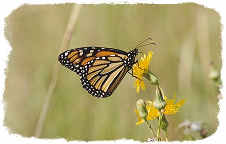 Monarch Butterfly