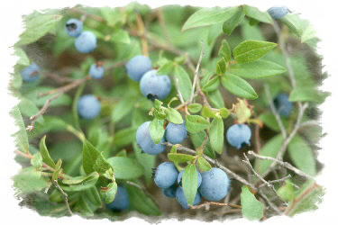 Blueberries